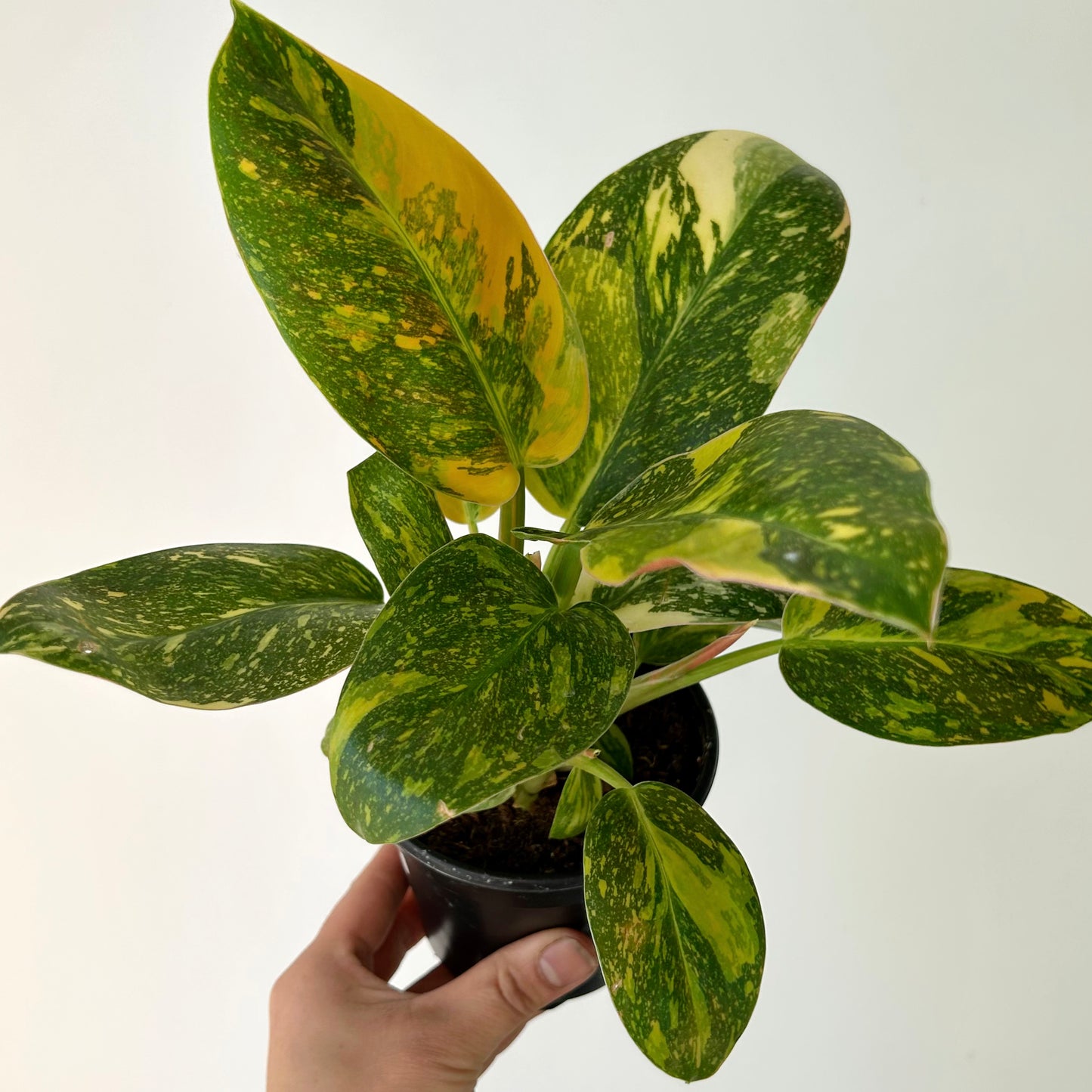 Variegated Philodendron Green Congo Nuclear 4” pots