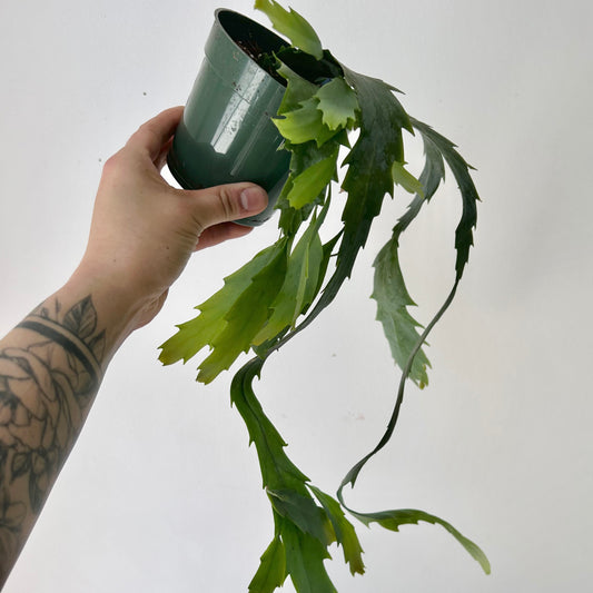 Snowdrop Cactus (Lepismium houlletianum) 4” pot