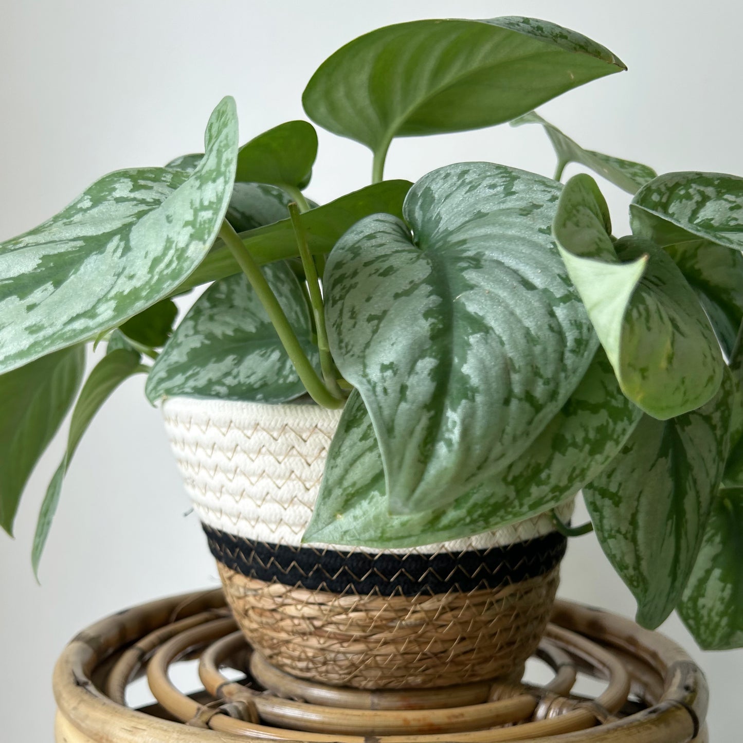 Tricolour Shallow Decorative Plant Basket