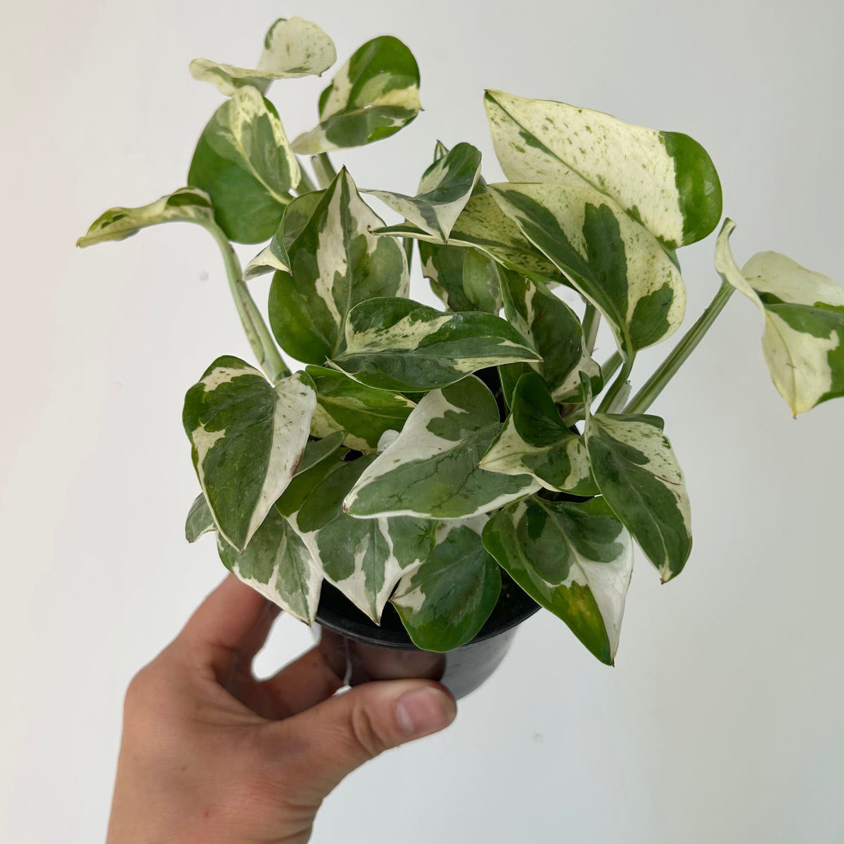 Pothos “Pearl & Jade” 3.5” pot