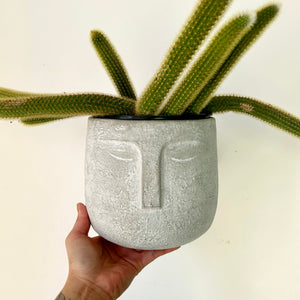 LEO Face Planter stone cover pot 6”