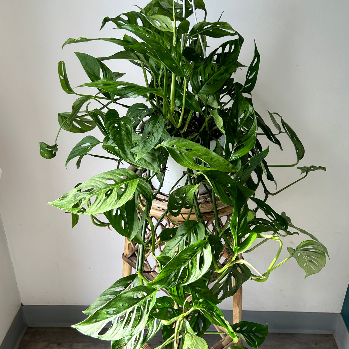 Monstera Adansonii (Narrow Form) 8” hanging basket