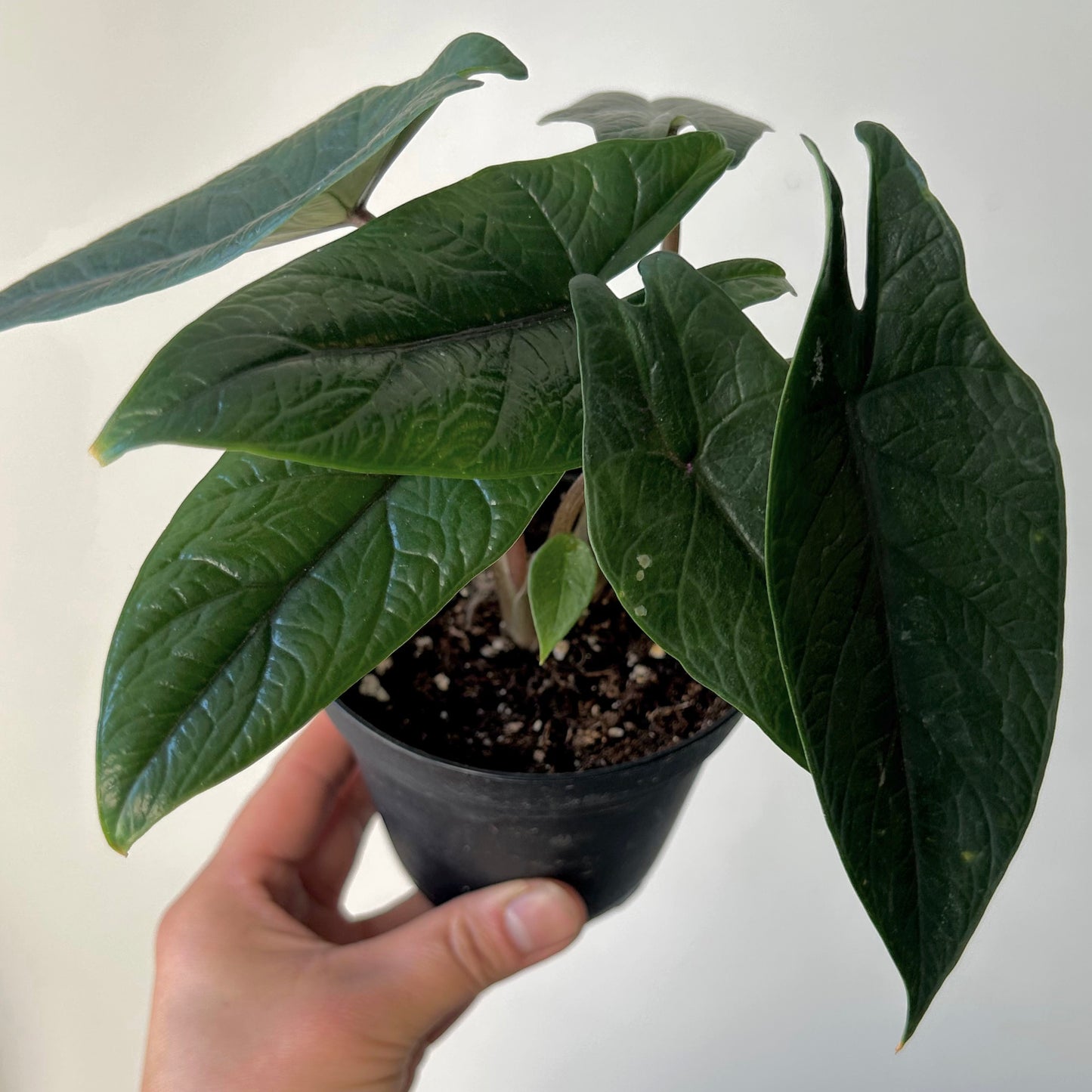 Alocasia scalprum 6” pot