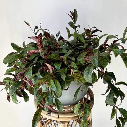 Black Pagoda Lipstick Vine (Aeschynanthus Longicaulis) 8" hanging basket