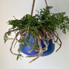 Load image into Gallery viewer, Rabbit Foot Fern (Davallia fejeensis) 6” pot
