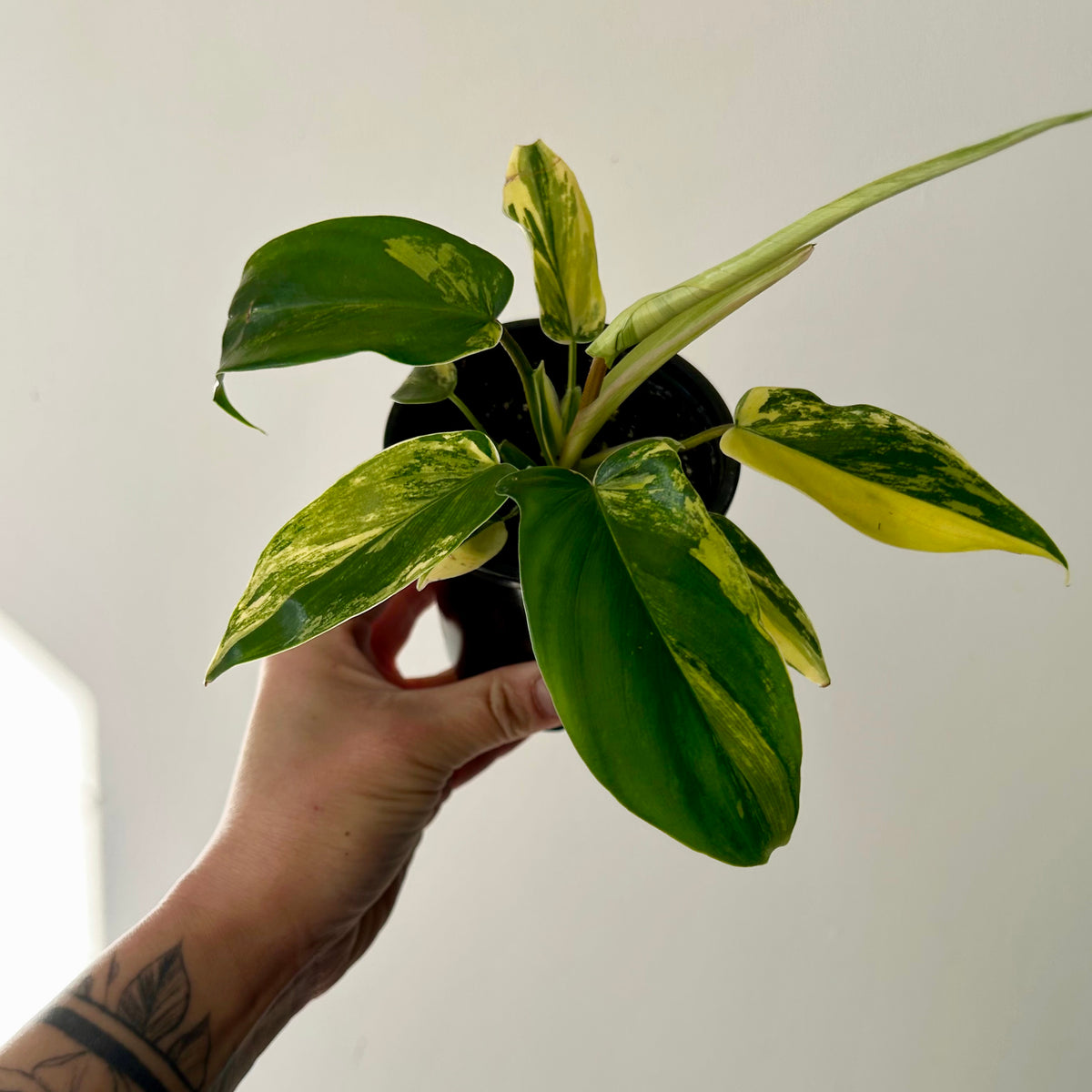 Variegated Philodendron “Florida Beauty” 4”pot