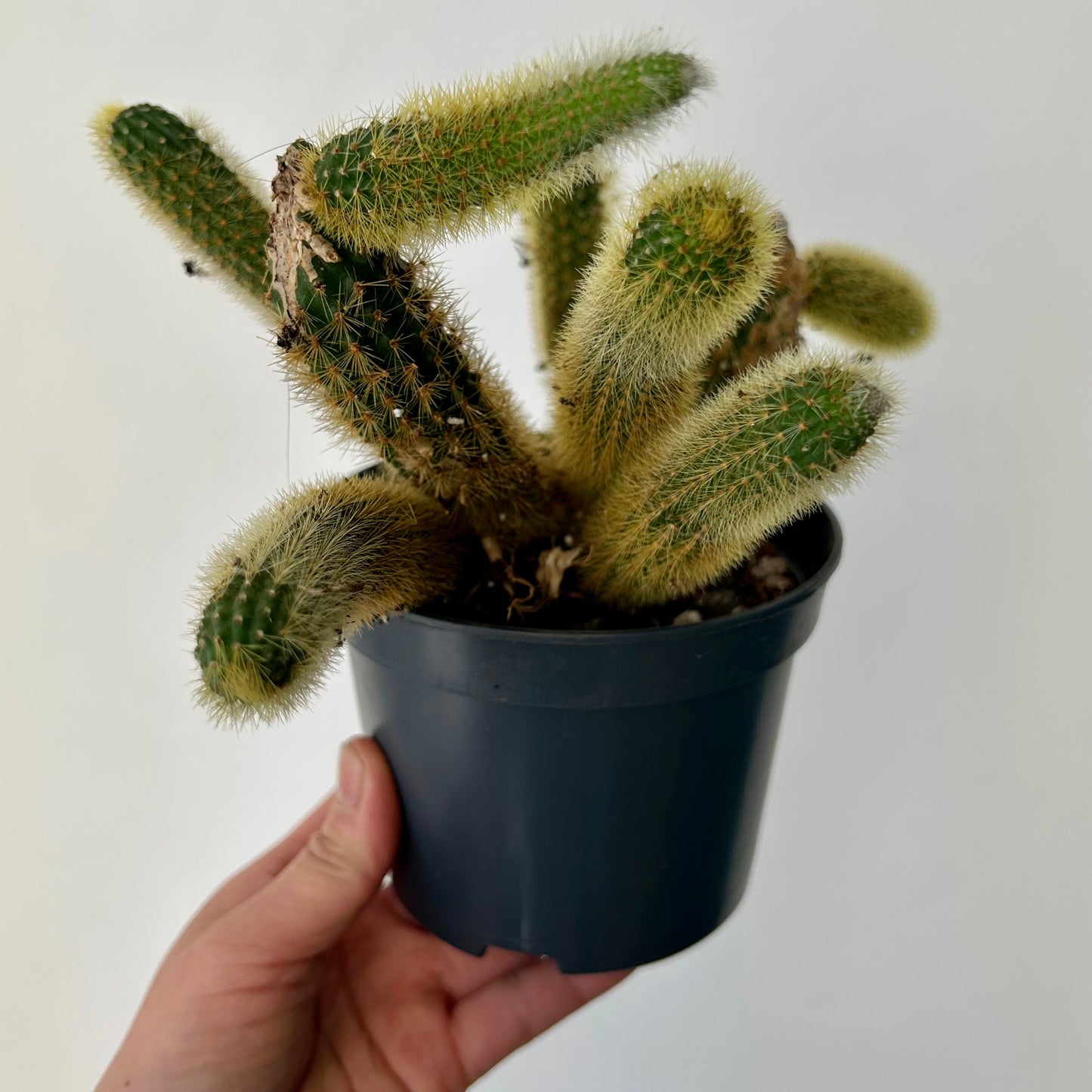 Golden Rat Tail (Cleistocactus winteri) 5” pot