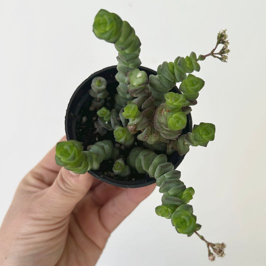 Jade Necklace (Crassula Marnieriana )2.5" pot