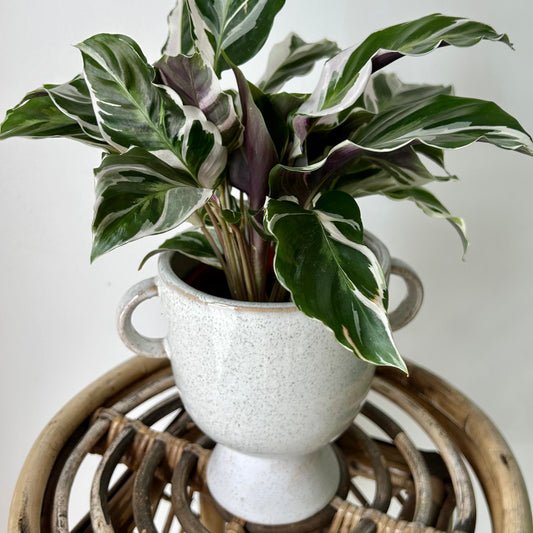 TROPHY Decorative Planter (4.25”X4.25”)