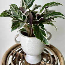 Load image into Gallery viewer, TROPHY Decorative Planter (4.25”X4.25”)
