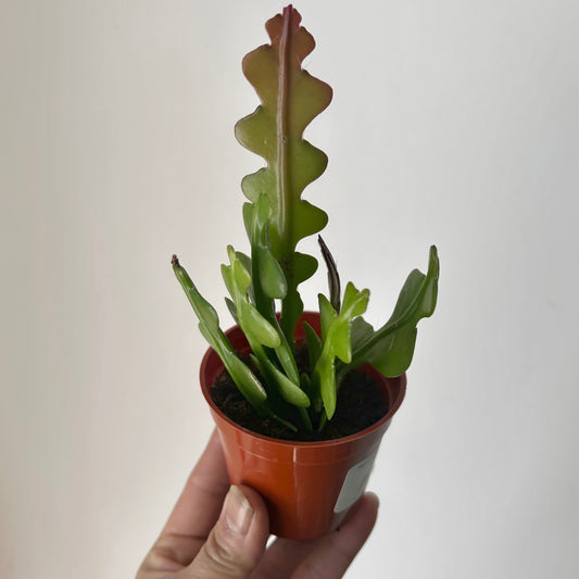 Fishbone Cactus (epiphyllum anguliger) 3” pot