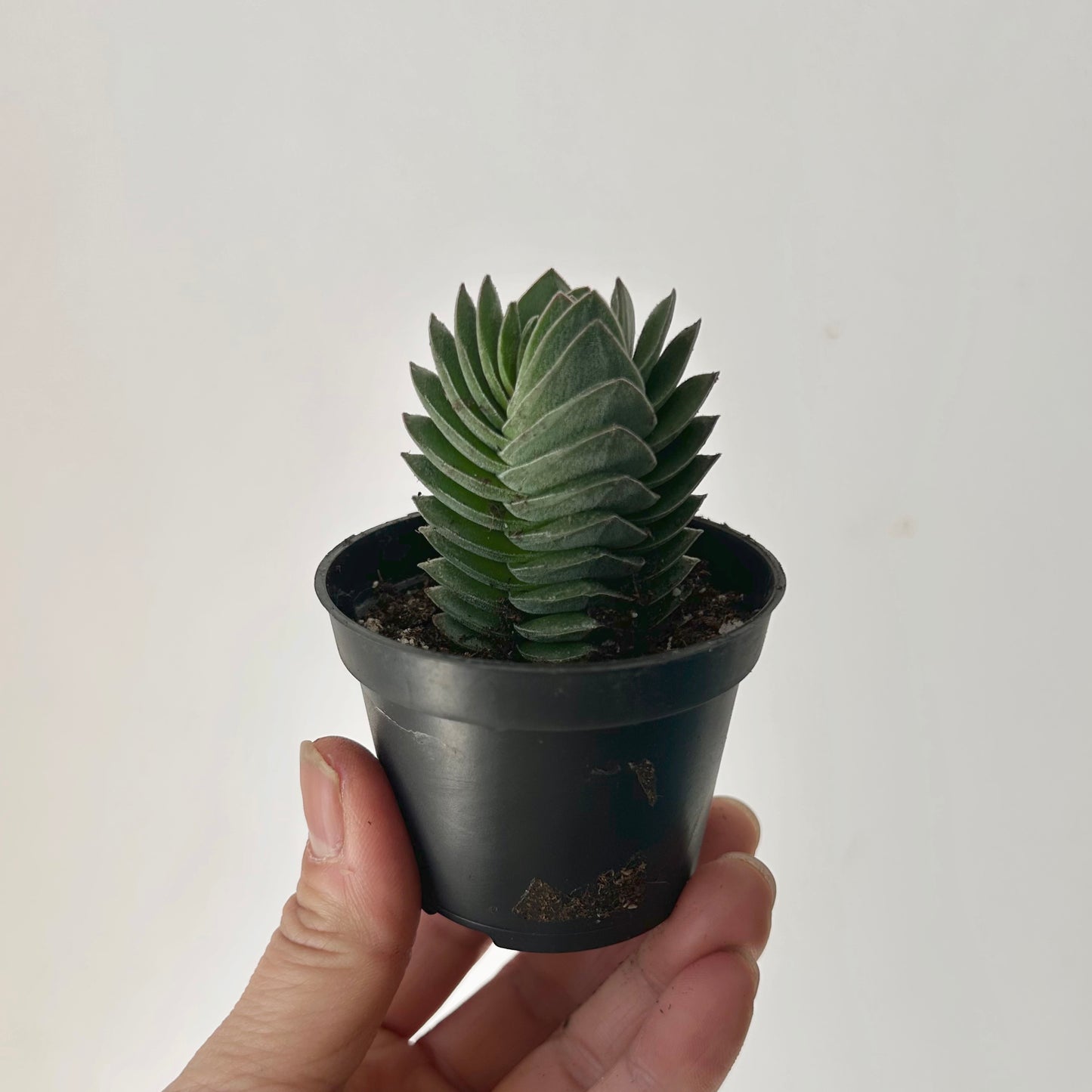 Crassula Capitella ‘Pagoda Buddha’s Temple’ 2.5”pot