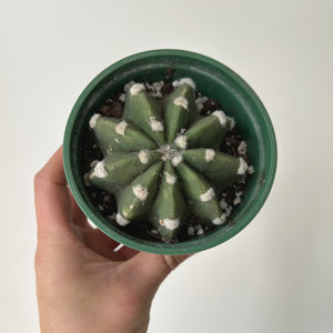 Domino Cactus (Echinopsis subdenudata) 4”pot