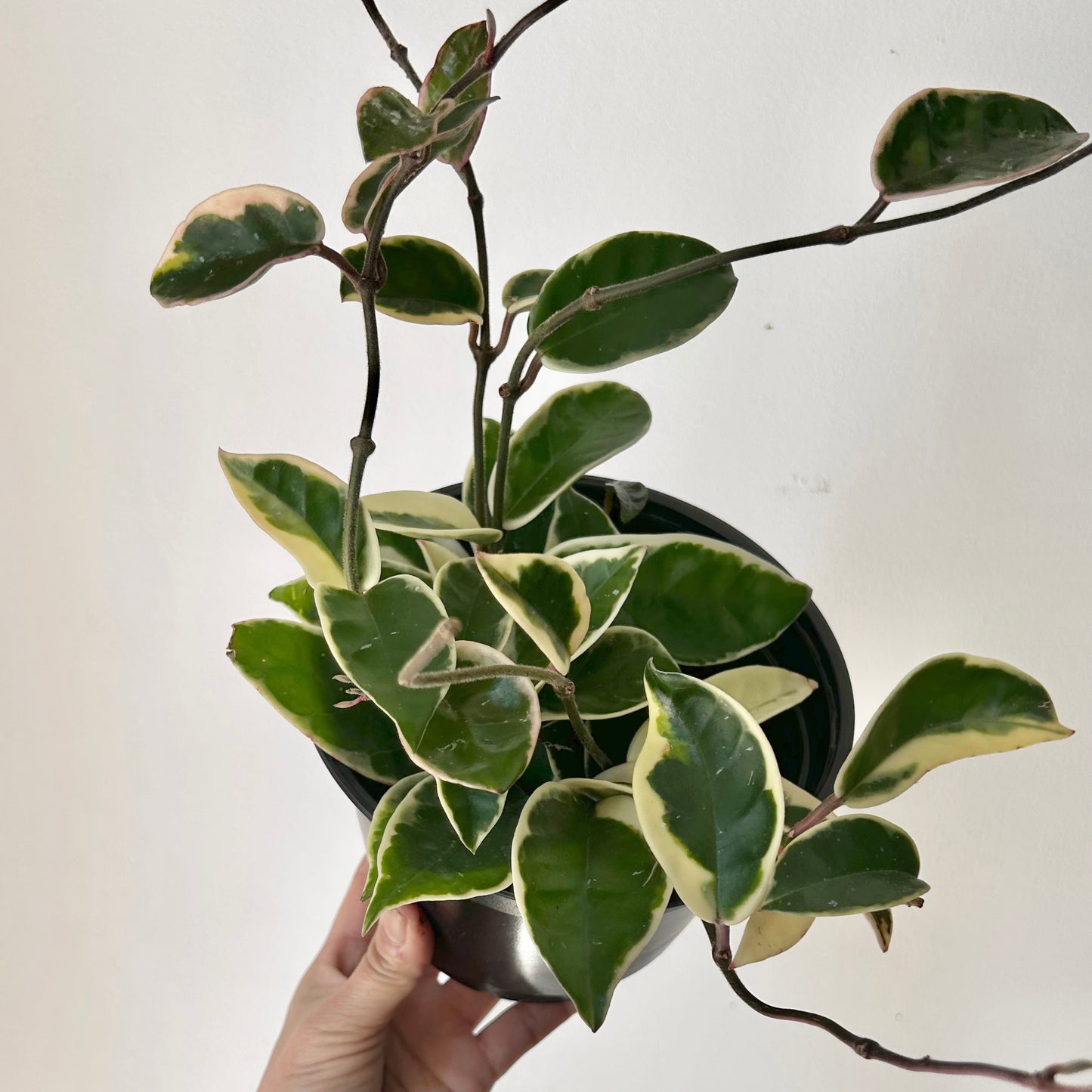 Hoya carnosa "Krimson Queen” 6”pot