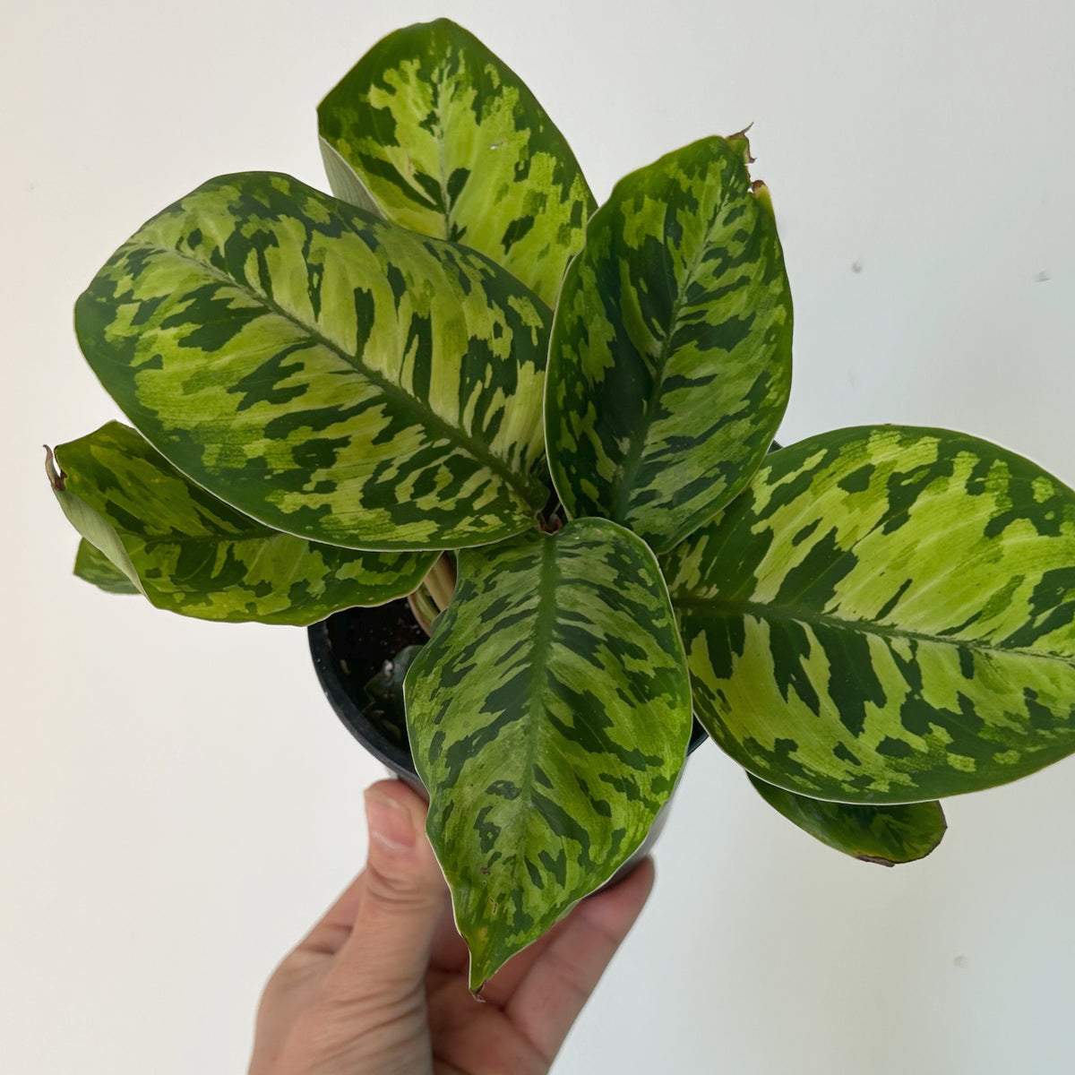 Homalomena ‘Camouflage’ 3.5” pot