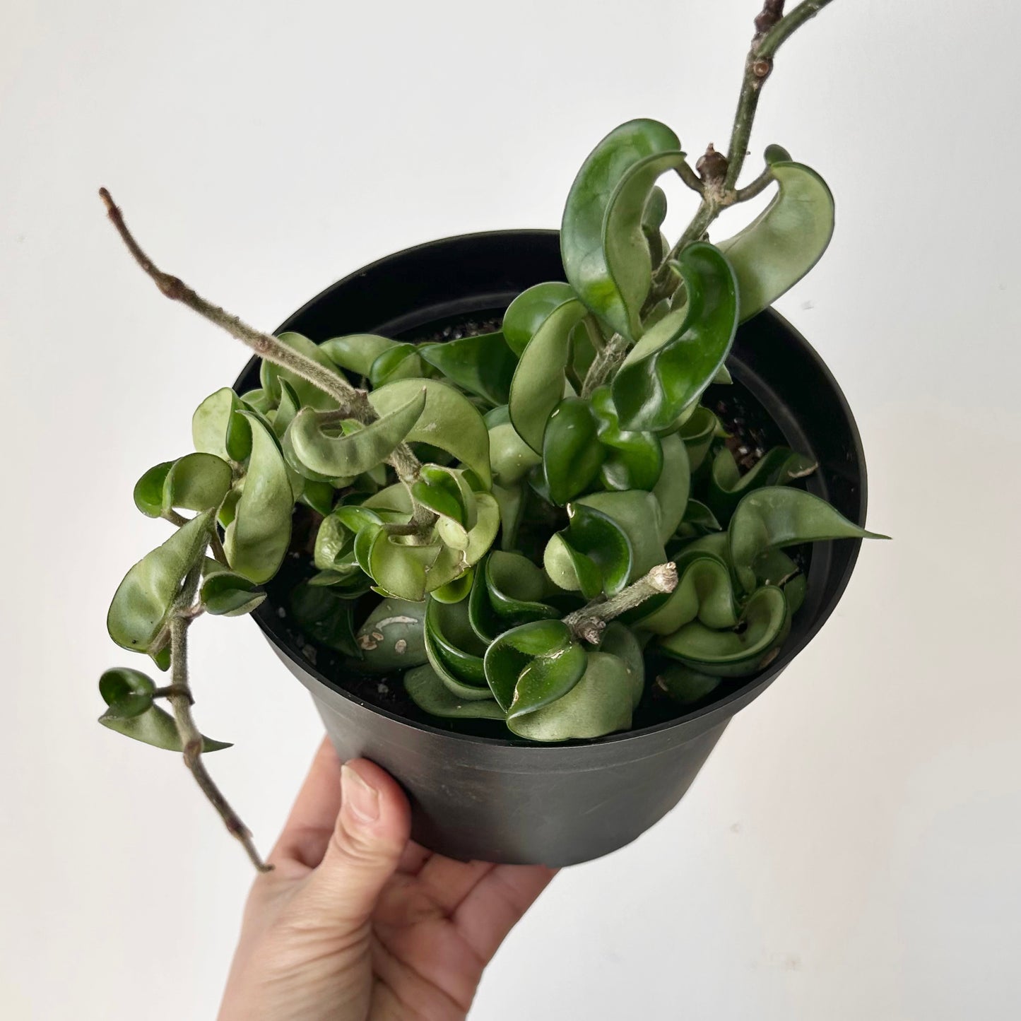 Rope Hoya (Carnosa compacta) 6”pot