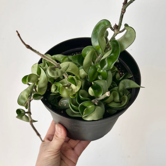Rope Hoya (Carnosa compacta) 6”pot