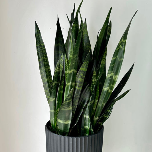 Sansevieria “Black Coral” (approximately 2.5ft tall) 10” pot