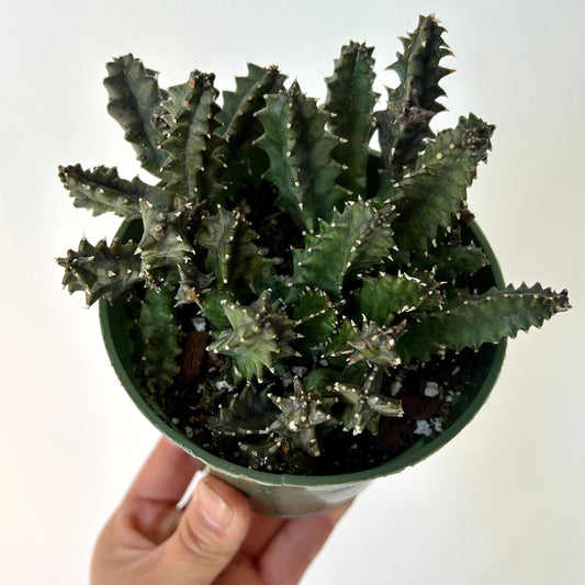 Huernia 4”pot