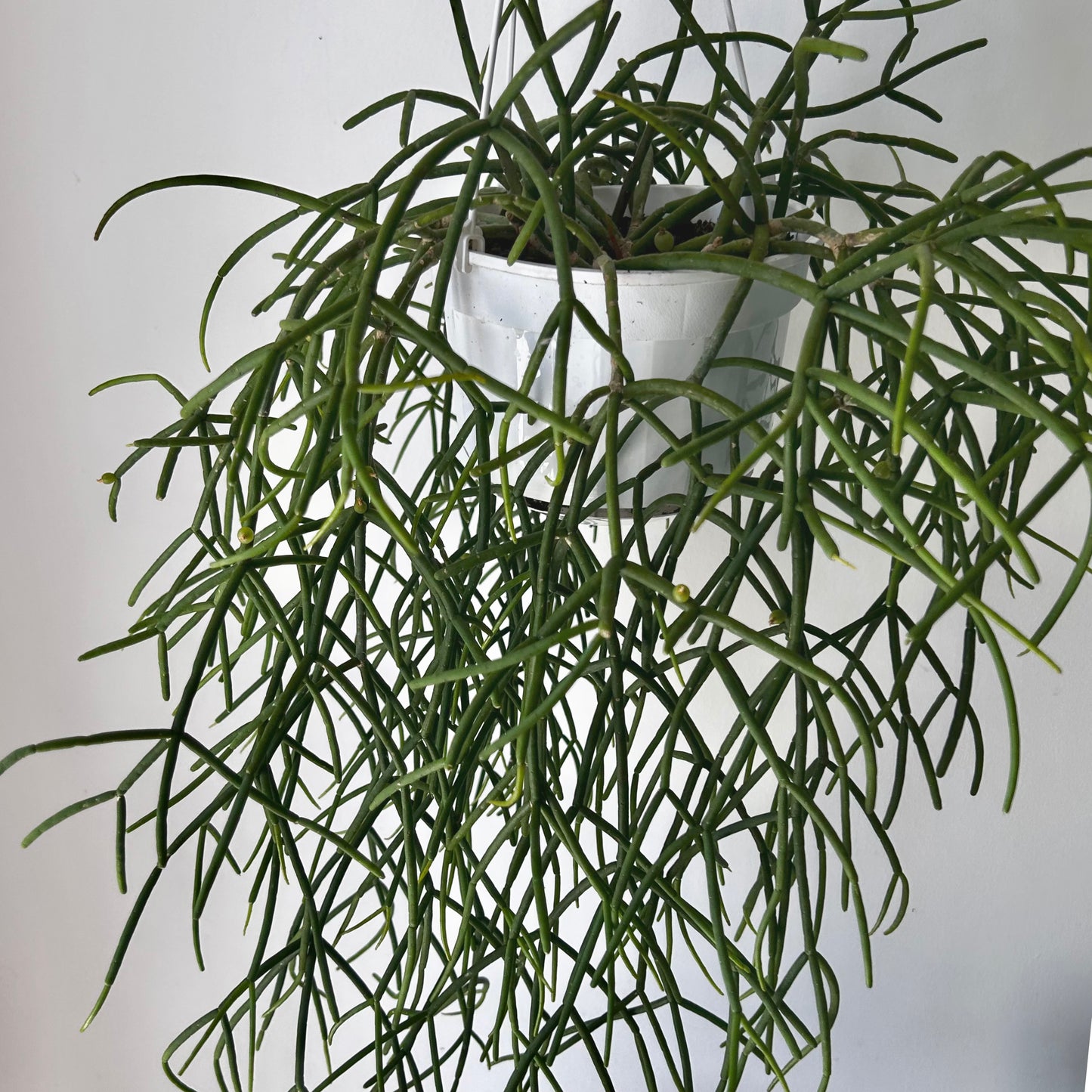 Rhipsalis shaferi 6” hanging basket