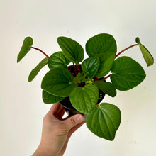Load image into Gallery viewer, Peperomia “Rana Verde” 4” pot
