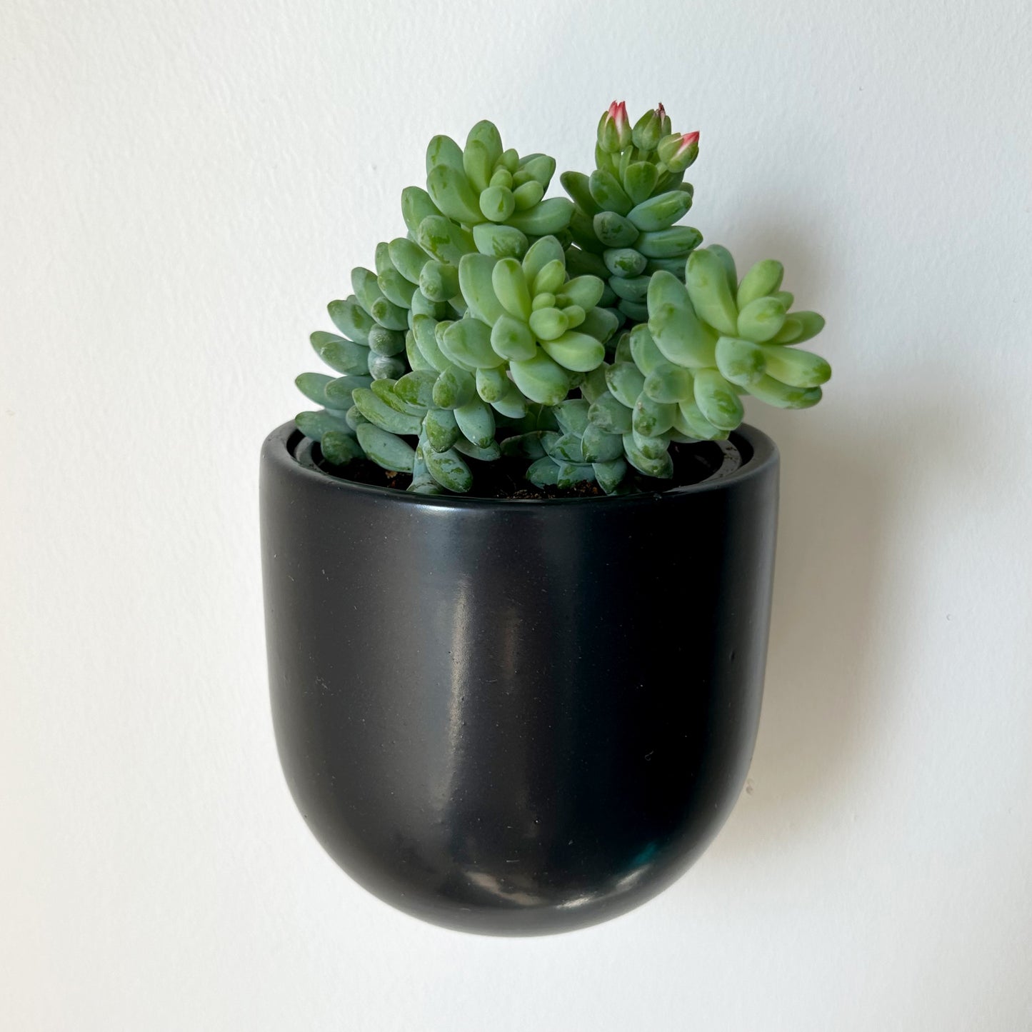 MADDOX Ceramic Wall Pot (3.75”x3.5”) available in Black & White