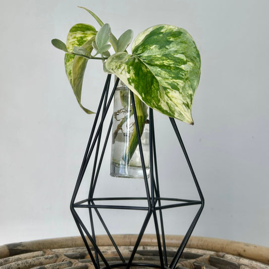 Prism Propagation Station (Single Vase) available in two sizes