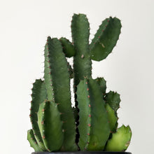 Load image into Gallery viewer, Euphorbia resinifera 4”pot
