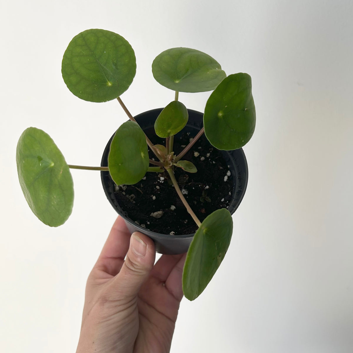 Chinese Money Plant (Pilea Peperomioides) 3.5”pot
