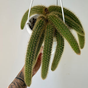 Golden Rat Tail Trailing Cactus (Cleistocactus winteri ) 6” hanging basket