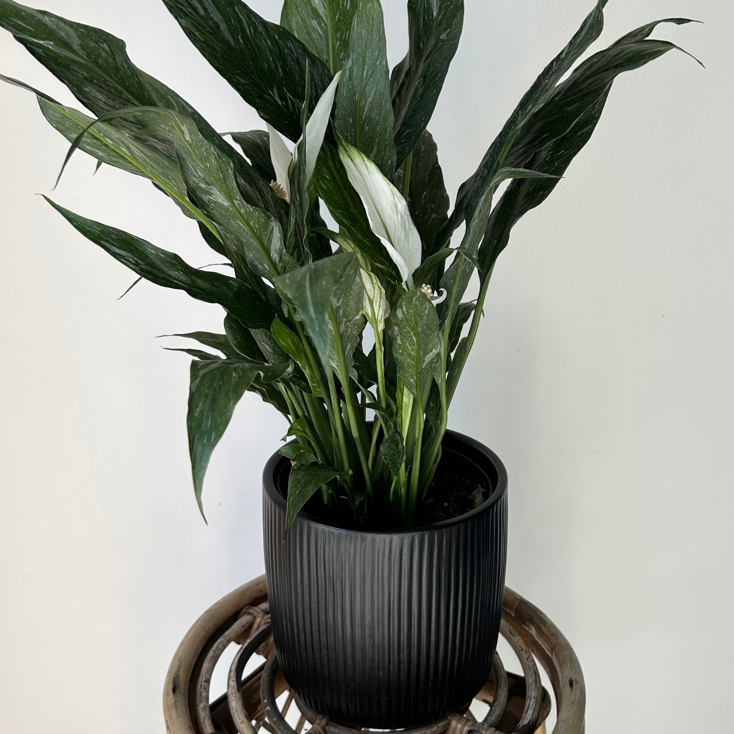 LUNA Vertical Stripe Decorative Pot BLACK (available in two sizes)