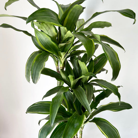 Dracaena fragrans Cane “Santa Rosa” approximately  3ft tall in 8” pot