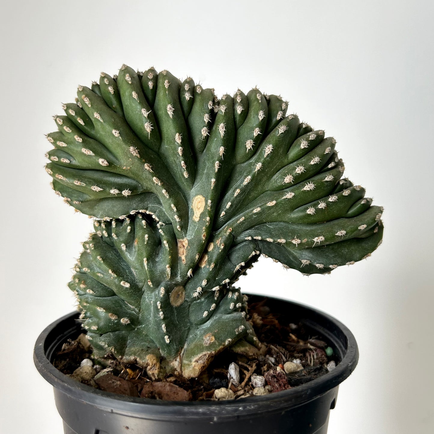 Marginatocereus Marginatus Crested 4.5”pot