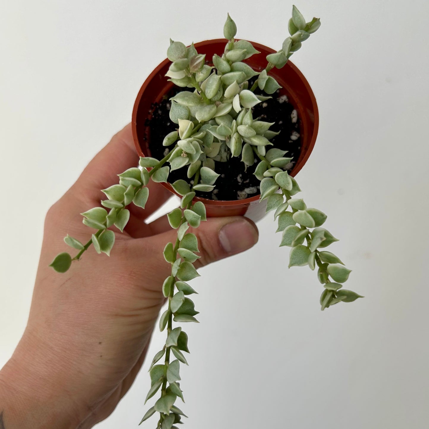 Dischidia “Million Hearts” (Ruscifolia Variegated) 2.5”pot