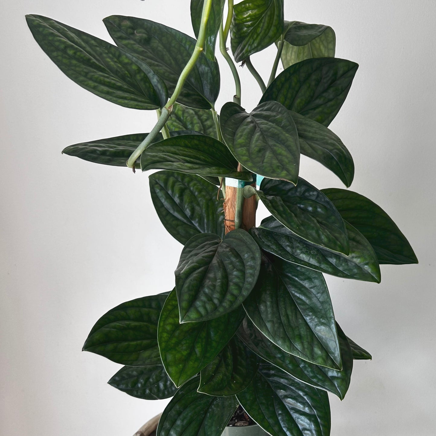 Monstera Peru (Karstenianum) approximately 2ft tall on wood plank 6” pot