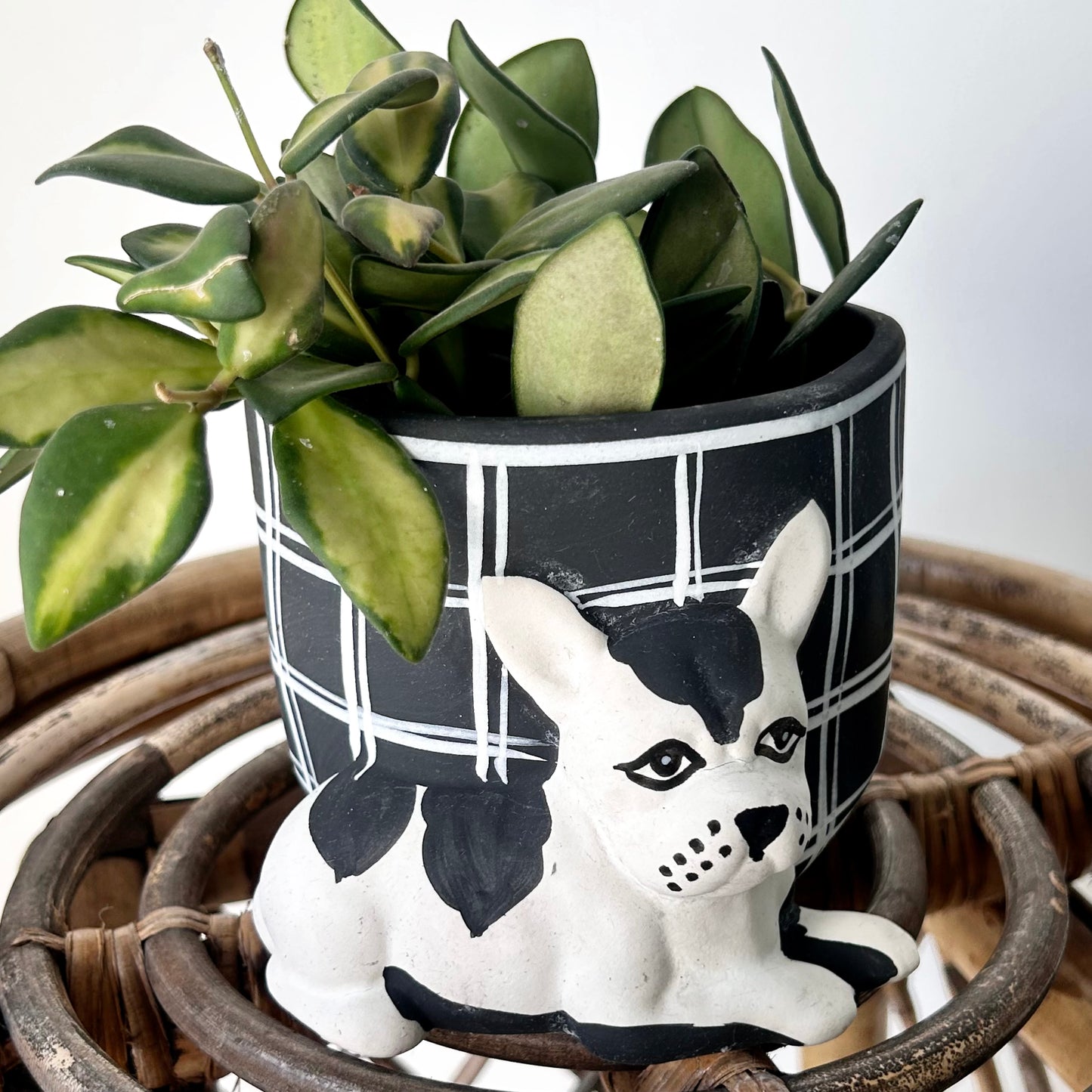 Pampered DOG Decorative Planter (4”x3.75”)