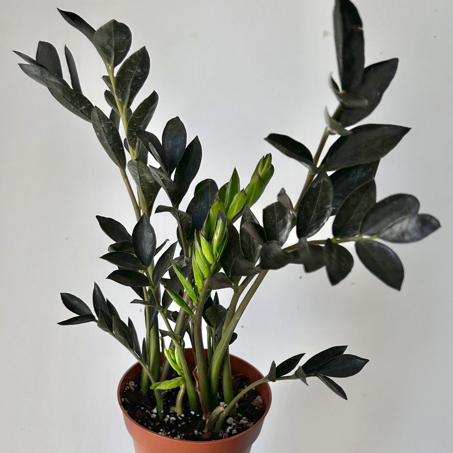 ZZ Plant Zamicro Black 5” pot