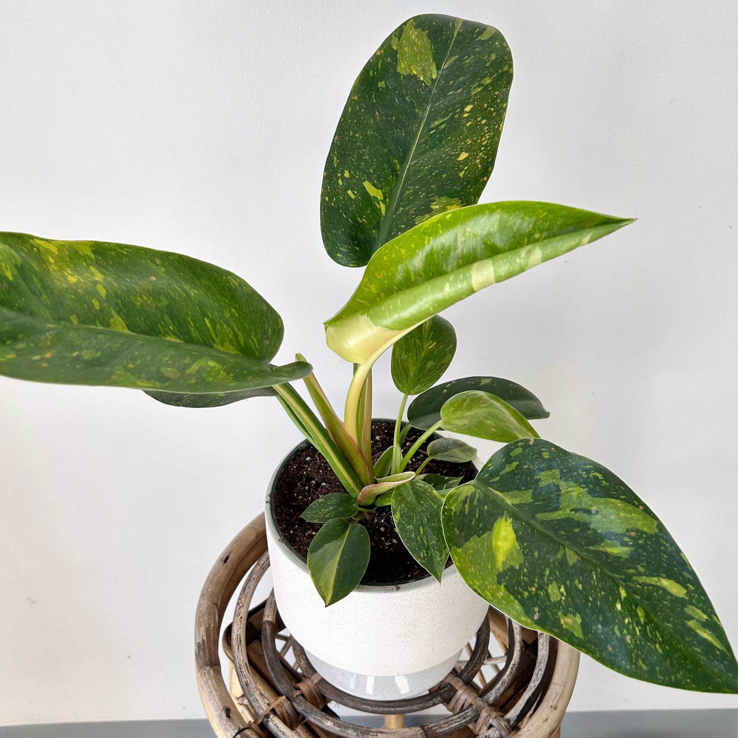 Variegated Philodendron Green Congo Nuclear 6” pot