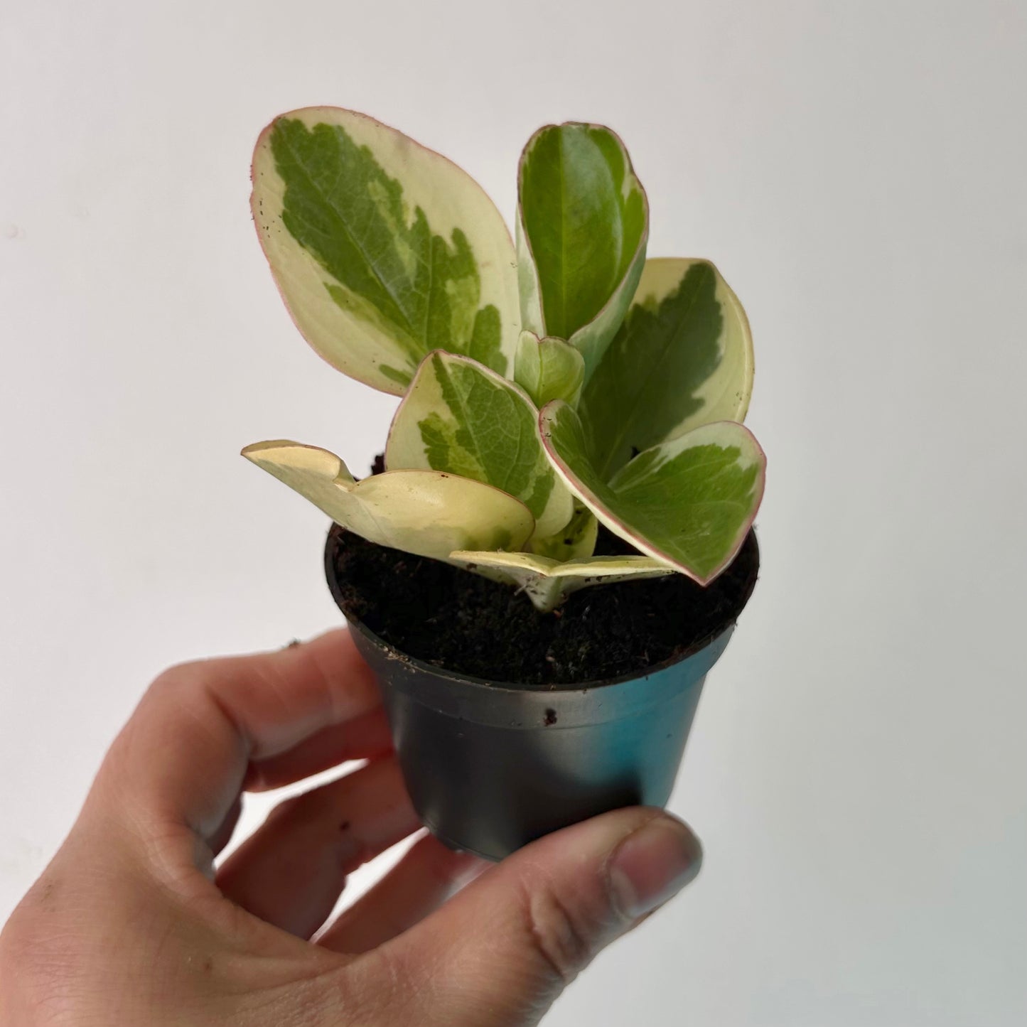 Variegated Peperomia obtusifolia  2.5" pot