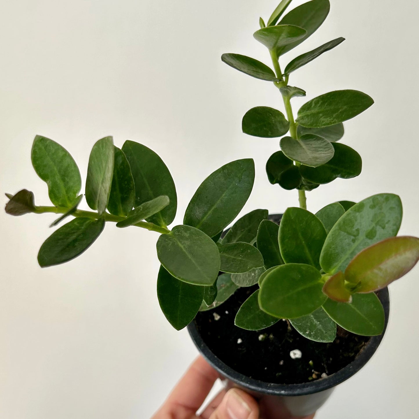 Hoya cumingiana 3.5”pot
