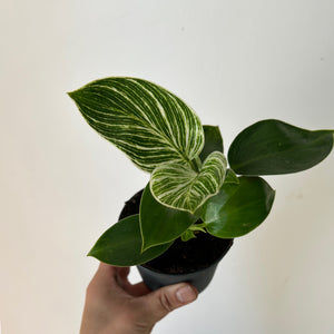 Philodendron Birkin 3.5"  pot