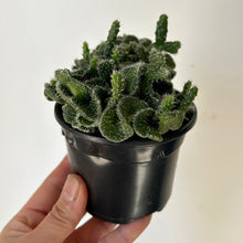 Load image into Gallery viewer, Crested Opuntia Tuna 3.5” pot
