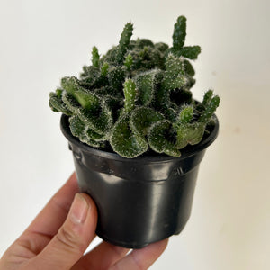 Crested Opuntia Tuna 3.5” pot