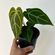 Load image into Gallery viewer, Anthurium Crystallinum 4” pot
