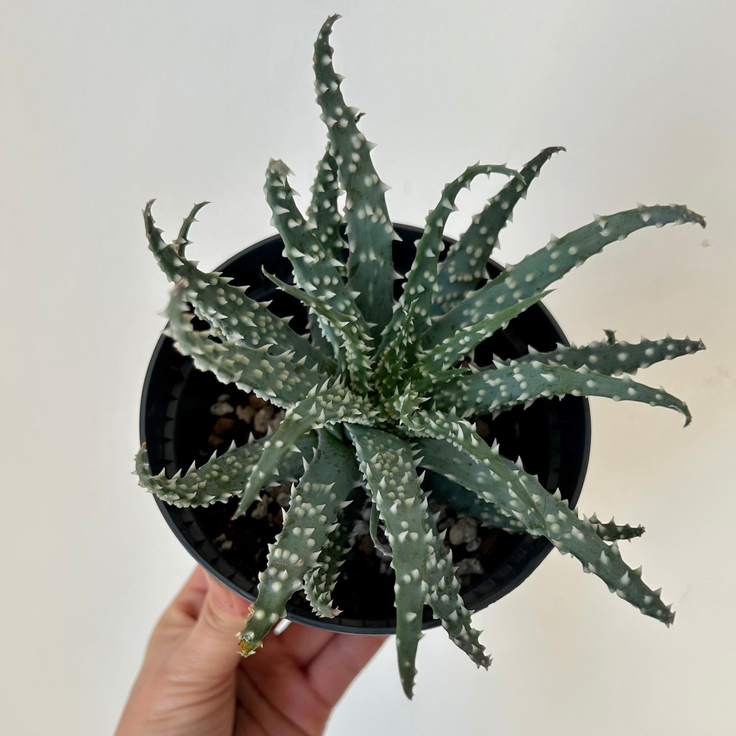 Spider Aloe (Humilis) 5” pot