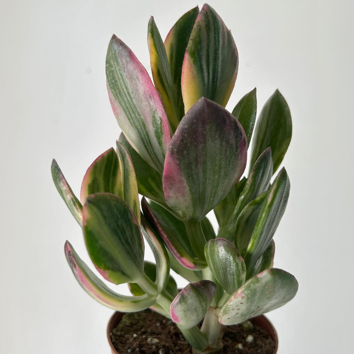 Variegated Jade Succulent (Crassula ovata Tricolour) 3.25”pot