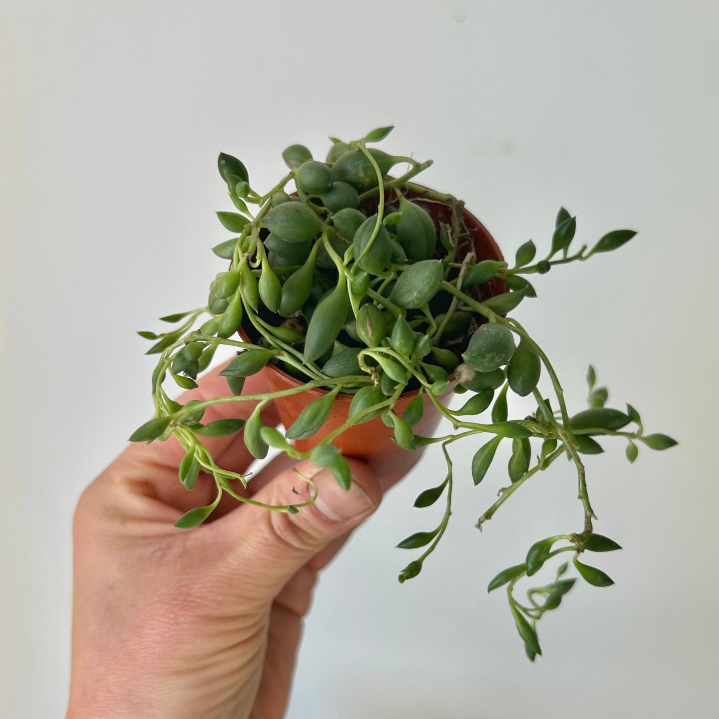 String of Tears Succulent 2.5”pot