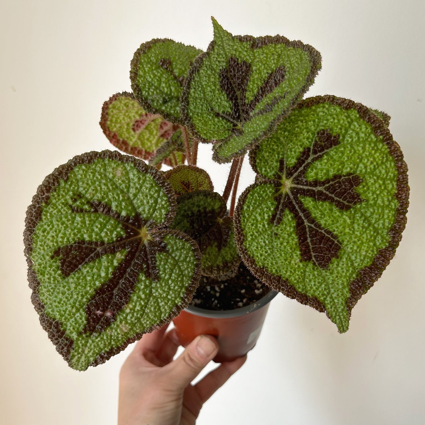 Begonia Masoniana"Iron Cross” 3.5”pot