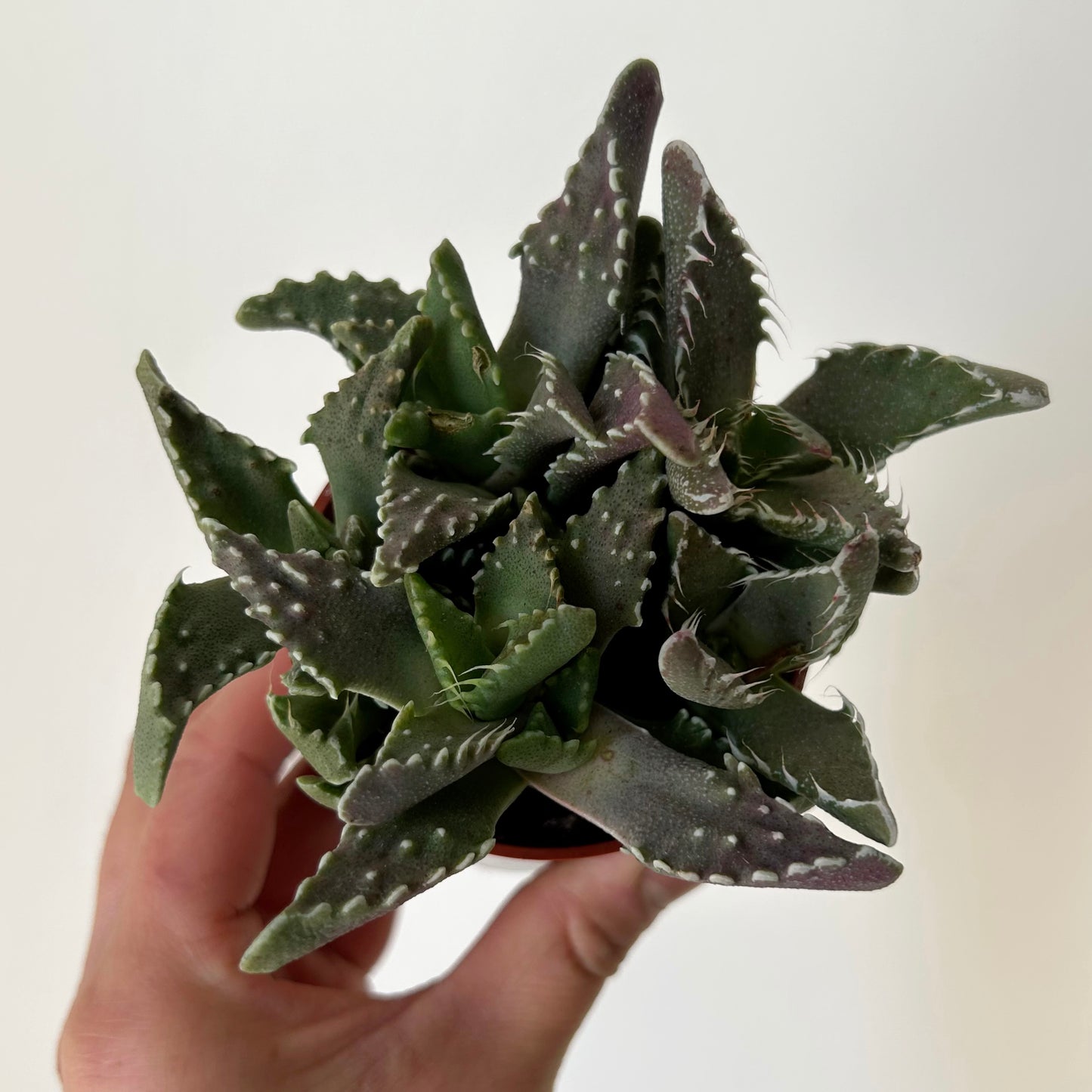 Tiger Jaw Succulent (Faucaria tigrina)2.75"pot