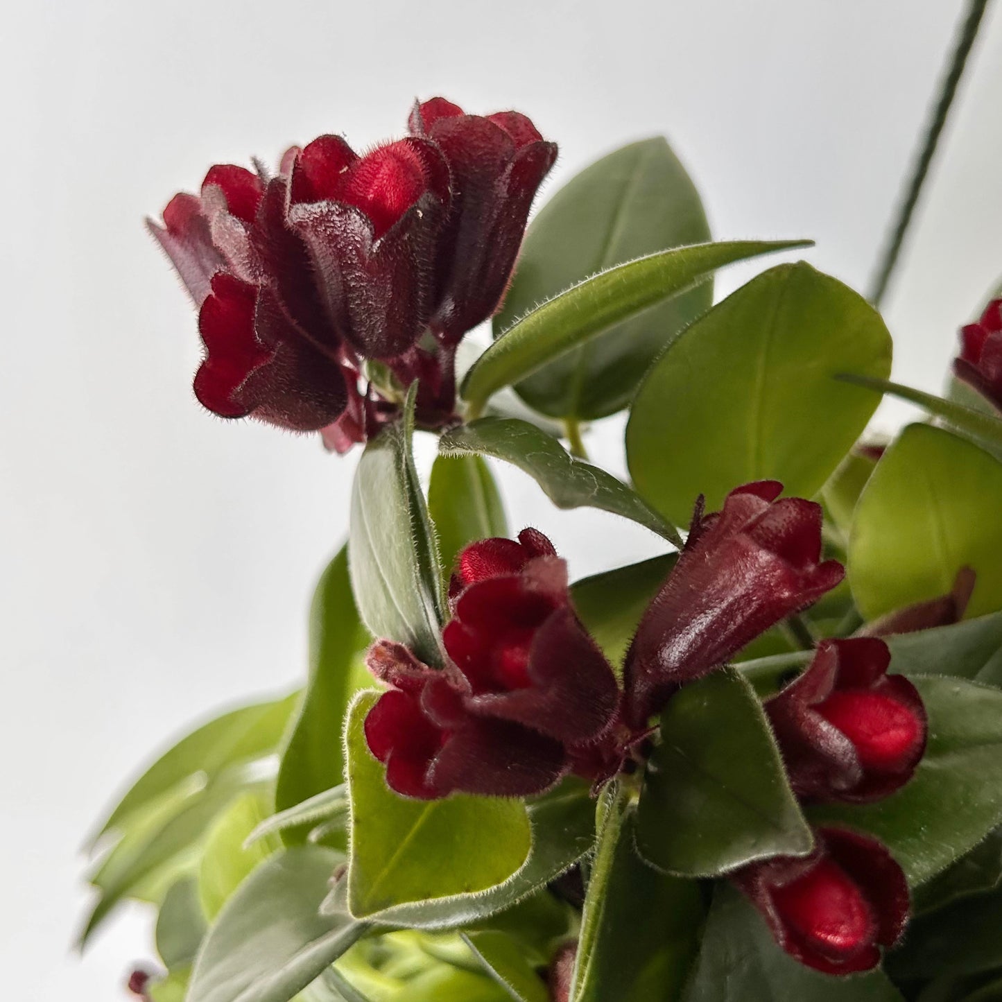 Mona Lisa Lipstick Plant (Aeschynanthus) 4”pot